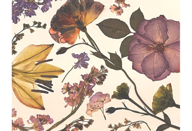 An assortment of pressed flowers