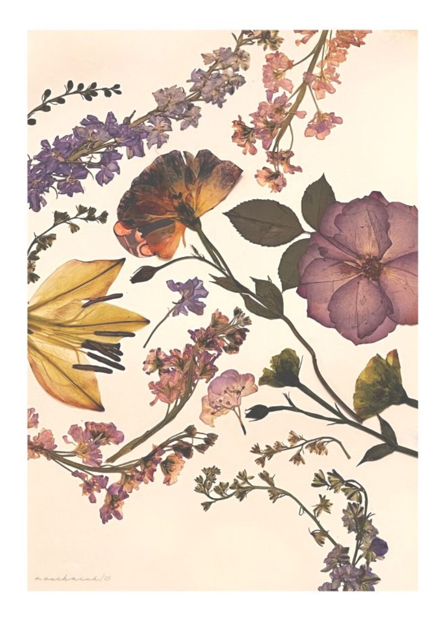 An assortment of pressed flowers