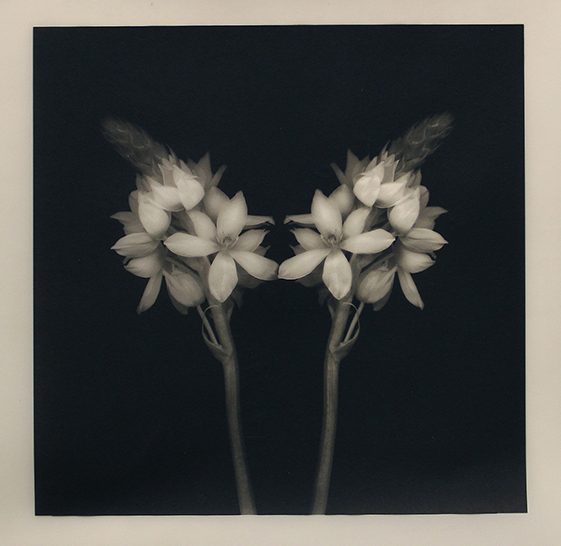 A set of parallel clustered white St. Bernard’s Lily flowers against a black background with a white border. A wheat head also stems from the flowers, one behind each parallel stem.