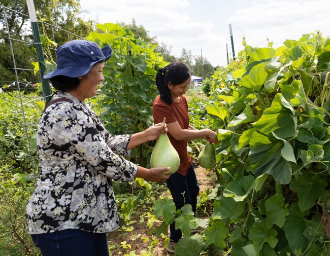 Two Burmese gardeners harvest produce