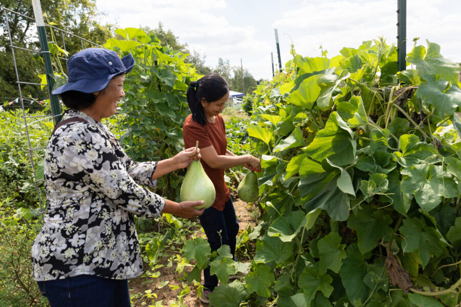 Two Burmese gardeners harvest produce