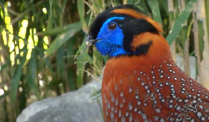 Colorful bird with a bright blue head and orang body with black and white spots